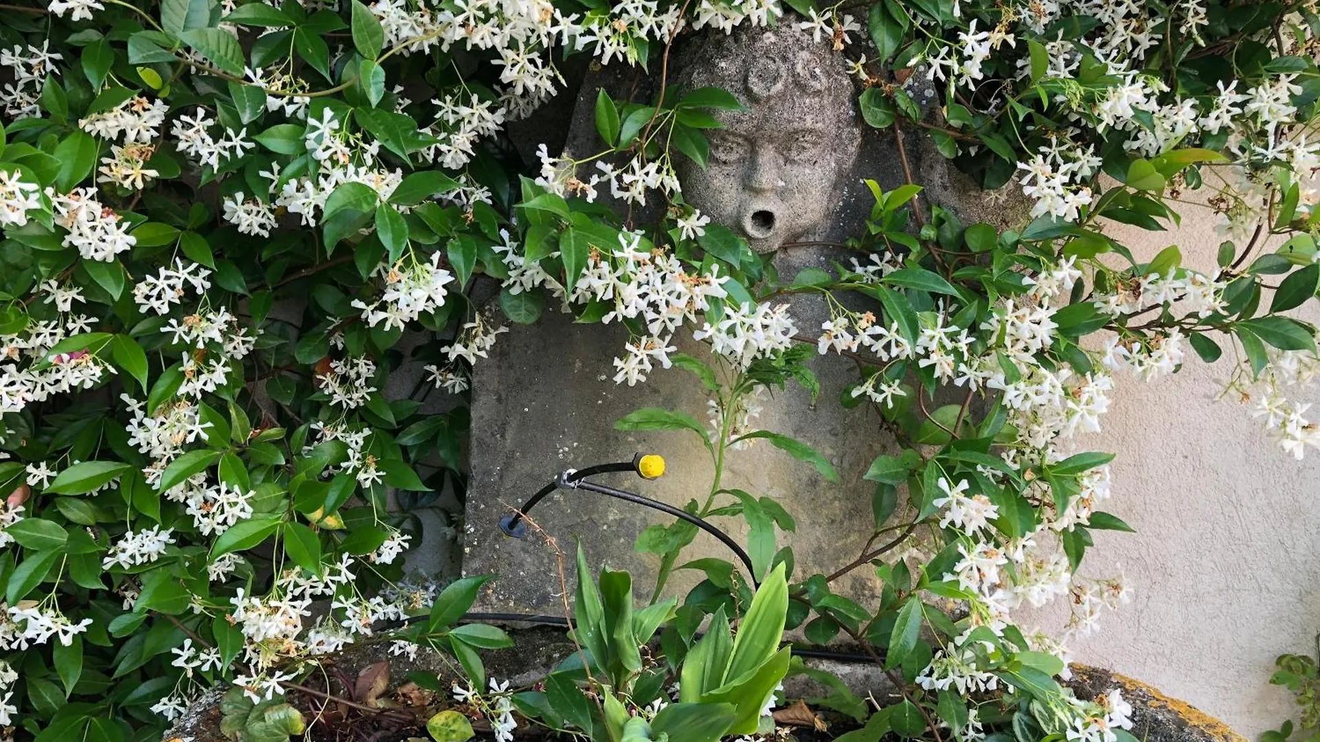 Villa Les Cedres 普罗旺斯地区艾克斯
